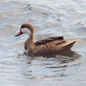 White cheeked Pintail