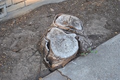 Stump2 Stump2