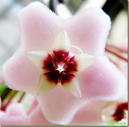 hoya carnosa fiore