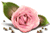 [50x33-rose-TR2.gif]