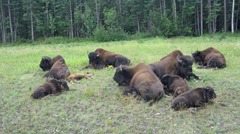 Bison with babies