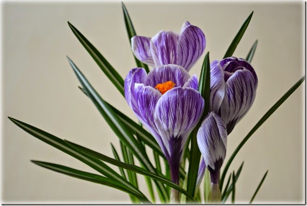 DSC_0037 DSC_0037
