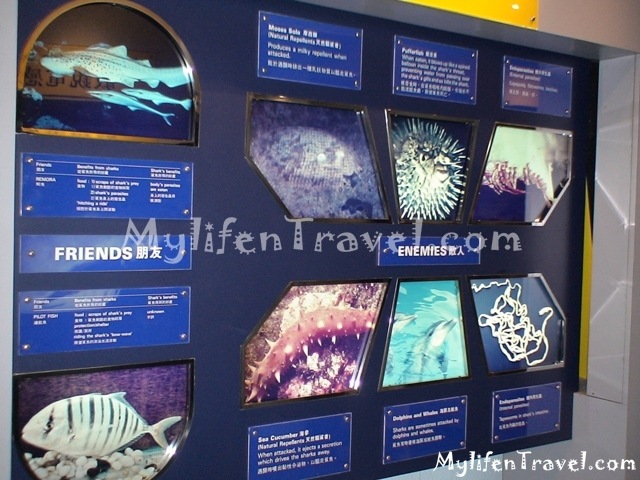 Shark Aquarium 13 Shark Aquarium 13