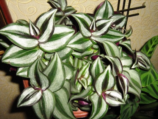 normal_Tradescantia_030 normal_Tradescantia_030