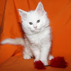 La Flaca 2 months (12) - copia.JPG