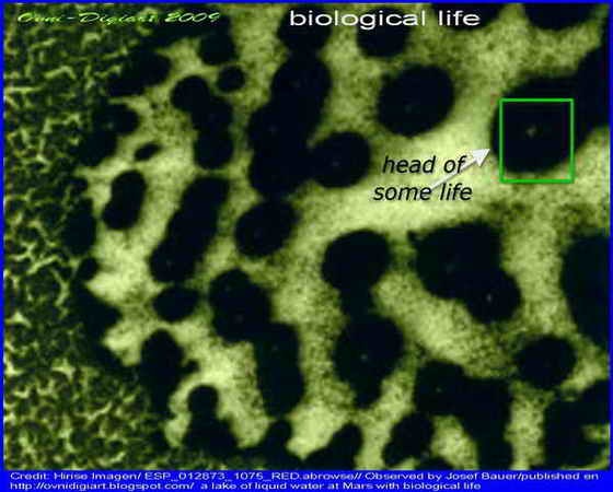 bio life in lake_3_r bio life in lake_3_r