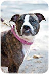 Bubbles - Hopkinton, Mass.
Bubbles is a fabulous young dog. She gets along with other dogs, cats, and children. Bubbles is excited to meet everyone. She loves to play and receive attention. Sadly she was given up by her humans due to financial strain. She is hoping to find a home she can fill with love and joy! Bubbles - Hopkinton, Mass.
Bubbles is a fabulous young dog. She gets along with other dogs, cats, and children. Bubbles is excited to meet everyone. She loves to play and receive attention. Sadly she was given up by her humans due to financial strain. She is hoping to find a home she can fill with love and joy!