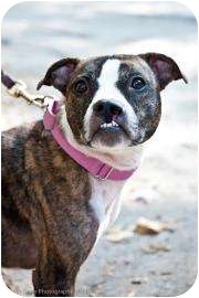 Bubbles - Hopkinton, Mass.
Bubbles is a fabulous young dog. She gets along with other dogs, cats, and children. Bubbles is excited to meet everyone. She loves to play and receive attention. Sadly she was given up by her humans due to financial strain. She is hoping to find a home she can fill with love and joy! Bubbles - Hopkinton, Mass.
Bubbles is a fabulous young dog. She gets along with other dogs, cats, and children. Bubbles is excited to meet everyone. She loves to play and receive attention. Sadly she was given up by her humans due to financial strain. She is hoping to find a home she can fill with love and joy!