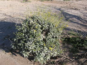 Desert is just starting to bloom.