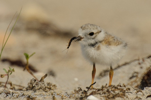 [Piping%2520Plover%2520Chick%2520w%2520Bug%2520_ROT8373%2520NIKON%2520D3S%2520June%252028%252C%25202011%255B4%255D.jpg]