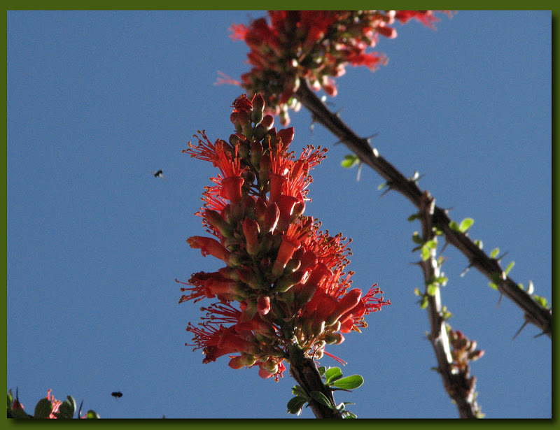 Ocotillo blossom close up