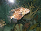 Fish at the Shark Reef Aquarium at Mandalay Bay.