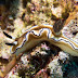 P7064927