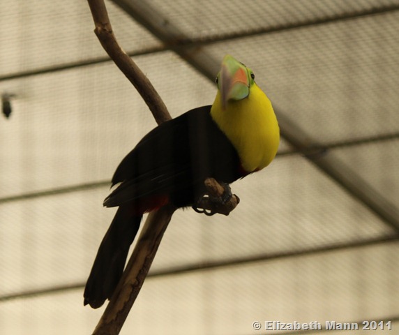[toucan%255B3%255D.jpg]