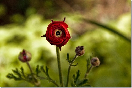 flower-photography3 flower-photography3