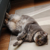 carpetsofa