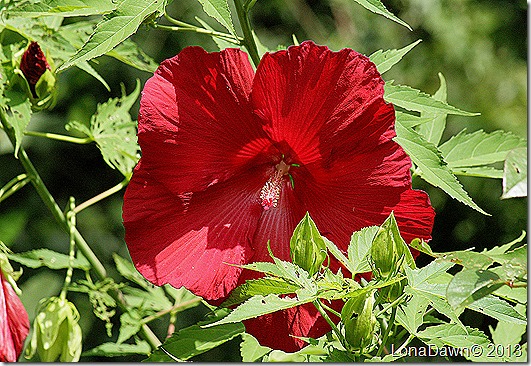 Hibiscus_LordBaltimore2