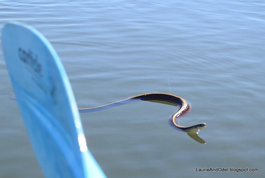 [The%2520water%2520snake%255B3%255D.jpg]