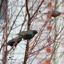 Common Starling