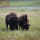 Bisões - Yellowstone NP - MT