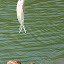 Eyeing Lunch - Port Douglas, Australia