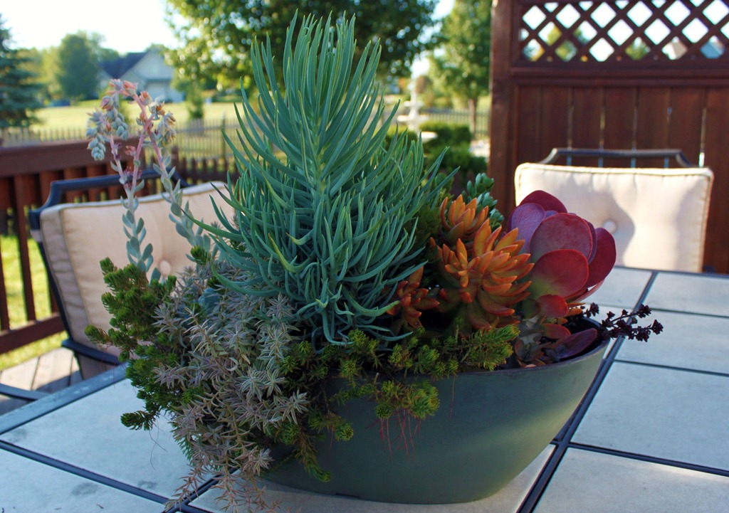 [succulent%25205%255B4%255D.jpg]