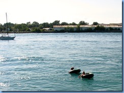 3657 Ontario Sarnia - St Clair River - ppl floating in the current