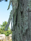 It's obvious why it's called shagbark—just look at these large, shaggy pieces of bark hanging from the trunk, Franny!