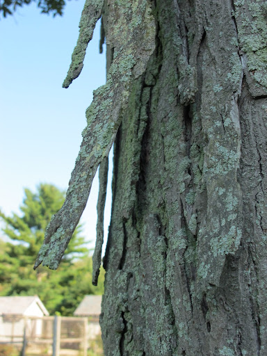 It's obvious why it's called shagbark—just look at these large, shaggy pieces of bark hanging from the trunk, Franny!
