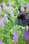 Martha said they were astilbe flowers, but don't you think they look an awful lot like fluffy squirrel tails?