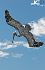 I photographed these brown pelicans at The Pier as they prepared to dive into Tampa Bay for small, silvery fish. Read the photo story for how I made these images and to inquire about fine art print purchase: http://jasoncollinphotography.com/blog/2012/1/23/brown-pelican-bird-in-flight-st-petersburg-florida-fine-art.html