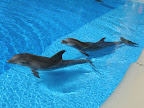 Dolphins at the MGM Mirage.