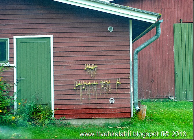 sienimetsällä 066 sienimetsällä 066