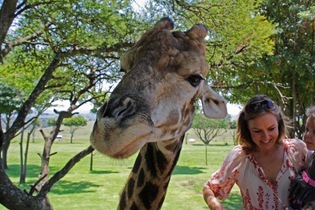 So there, Giraffe, Lion Park Johannesburg