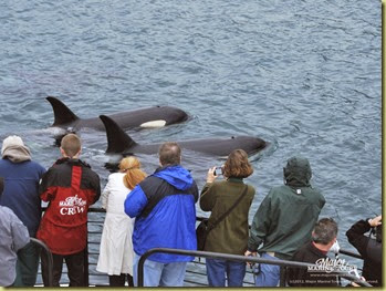 Viewing Orcas