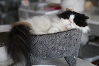 Look at Tang all curled up in Martha's molcajete - the bowl, or mortor, she makes guacamole in!