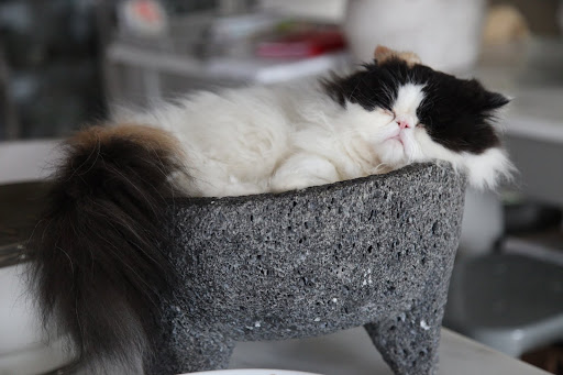 Look at Tang all curled up in Martha's molcajete - the bowl, or mortor, she makes guacamole in!