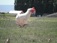 DSCF1073.JPG