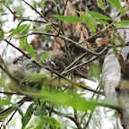 IMG_5931.JPG