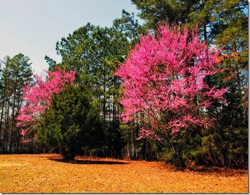 Calhoun Falls Spring