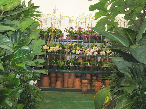 Another photograph of several orchids.