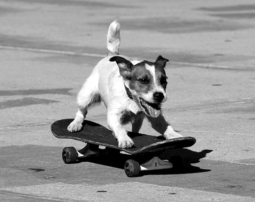 [dogskatelaweeklygrayscale.jpg]