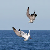 Parasitic jaeger and laughing gull