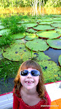 Mini Lily and Giant Lilypads
