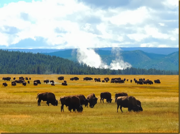 Bison in the valley with thermal pools in the background