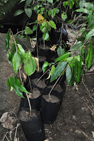 pinoyecofarm november_0064.JPG
