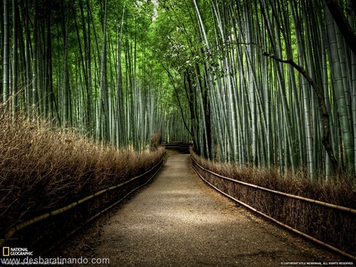 wallpapers national geographic desbaratinando (54) wallpapers national geographic desbaratinando (54)