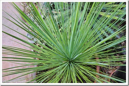 140628_Yucca-linearifolia_009
