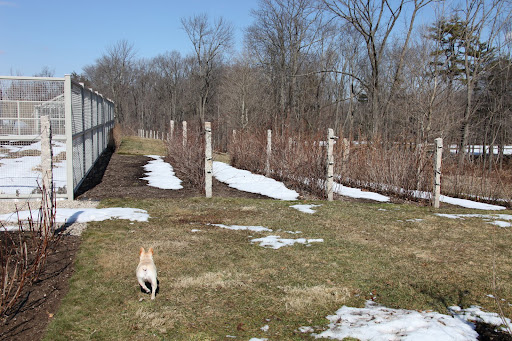 Come on, Franny!  Let's go check out the berry patch.