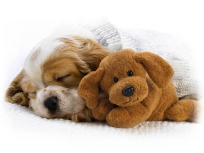 Perrodurmiendo-con-un-peluche-1-2011-11-17-09-51.jpg